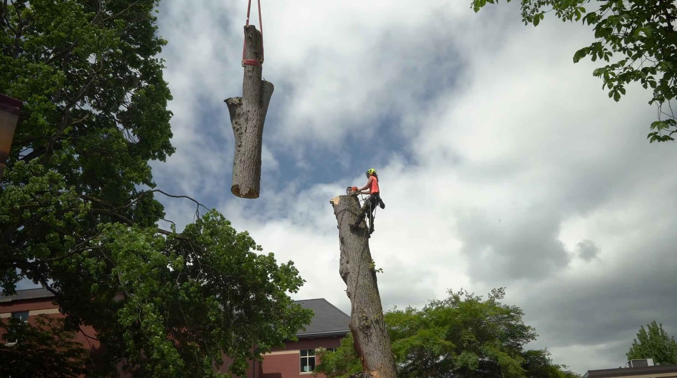 Tree removal specialist assessing a dangerous tree in Hollister, CA