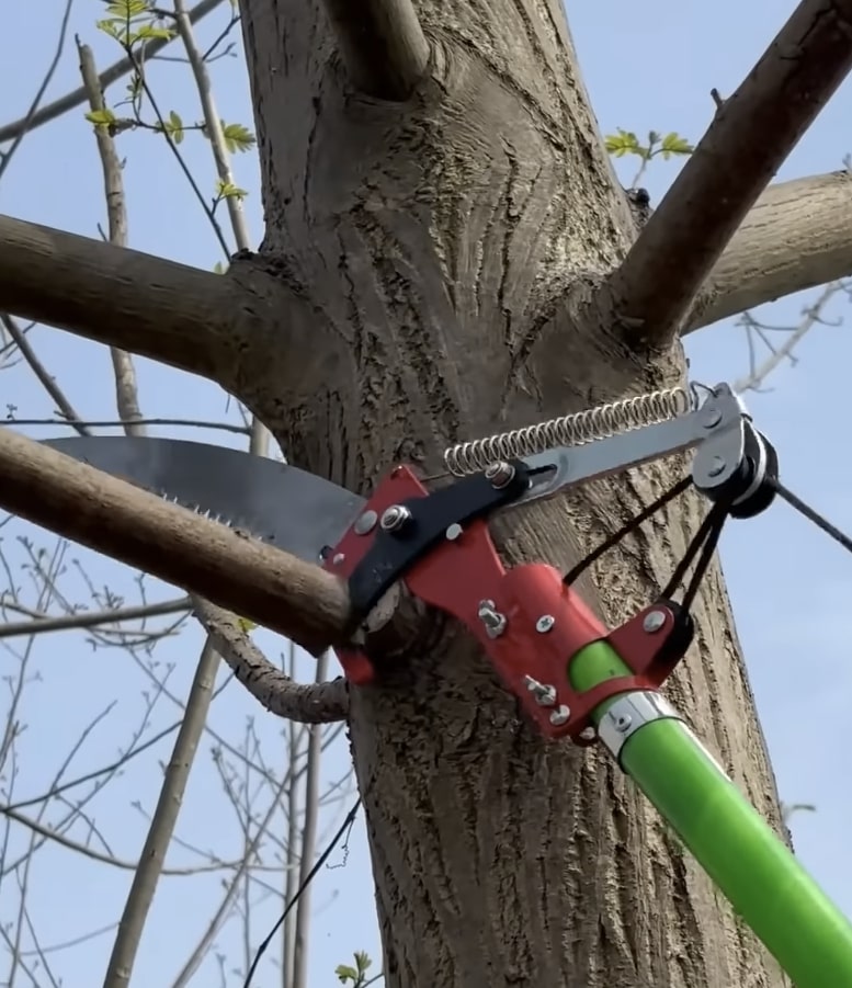 Professional tree pruning equipment and techniques used in Hollister, CA